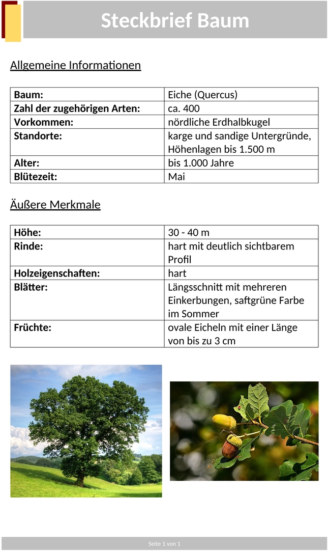 steckbrief-baum-vorlage